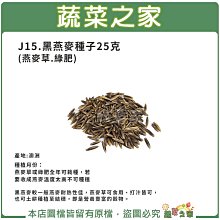 【蔬菜之家滿額免運】J15.黑燕麥種子25克(燕麥草.綠肥)//黑燕麥較一般燕麥耐熱性佳//燕麥草可食用、打汁皆可