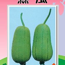 【野菜部屋~】K06絲瓜種子10顆 , 又名菜瓜 ,F1品種 ,每包15元~