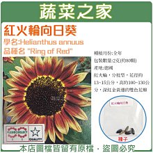 【蔬菜之家滿額免運00H48】大包裝.紅火輪向日葵種子2克(約80顆)(花卉種子)※此商品運費請選宅配貨運※