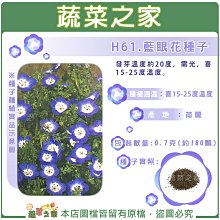 【蔬菜之家滿額免運】H61.藍眼花種子0.7克(約180顆)(藍龍)  // 發芽溫度約20度，需光，喜15-25度溫度