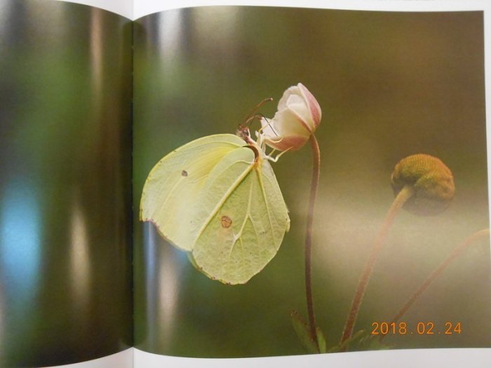 《台灣蝴蝶---羅申芳攝影集 》精裝大本集 羅申芳攝影 2007年出版 幾乎全新【 CS超聖文化2讚