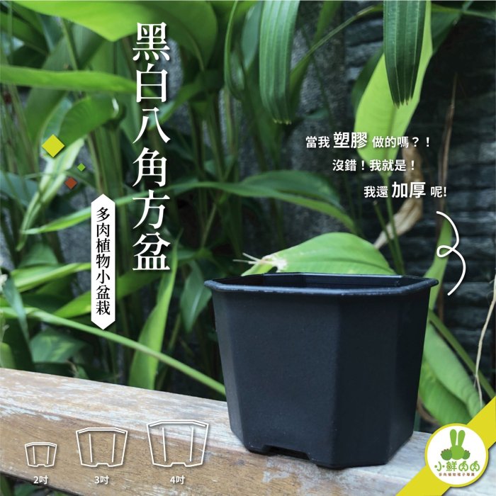 【小鮮肉肉】植栽八角盆 3吋 黑白兩色 塑膠加厚 多肉 栽培盆 花盆 八角盆