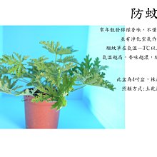 [一日限定] 防蚊草/驅蚊草/5吋