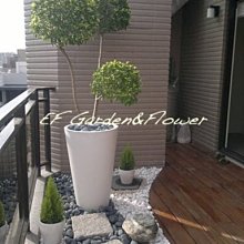 【EF Garden&Flower】金露花球(多層次造型)