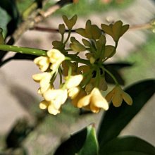 元茂園藝龍潭聖亭路園區 招貴人/日本香水桂花