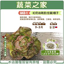 【蔬菜之家滿額免運】A43-1.紅奶油萵苣(佳麗)種子1.8克(約1450顆) 植株美觀，半結球萵苣。綠葉邊緣帶有紫紅色