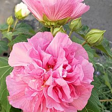 元茂園藝桃園三民店  芯晨花園 超美醉芙蓉 木芙蓉 大尺寸盆栽 自取價1000元