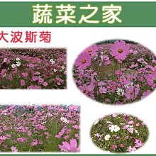 【蔬菜之家滿額免運】H08.墨西哥大波斯菊種子600顆(顏色綜合， 美化綠化環境作物.花卉種子)