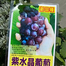 花花世界-水果苗*紫水晶葡萄*5吋盆/高 30-40cm/MA
