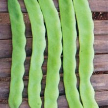 【野菜部屋~】J18 扁莢醜豆種子18.5公克 , 生育強健 , 產量很高 , 每包15元 ~
