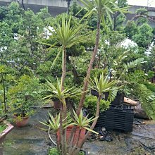 元茂園藝高鐵南路園區 優型-斑葉尤加，十五年盆栽 現貨拍攝，南洋風素材