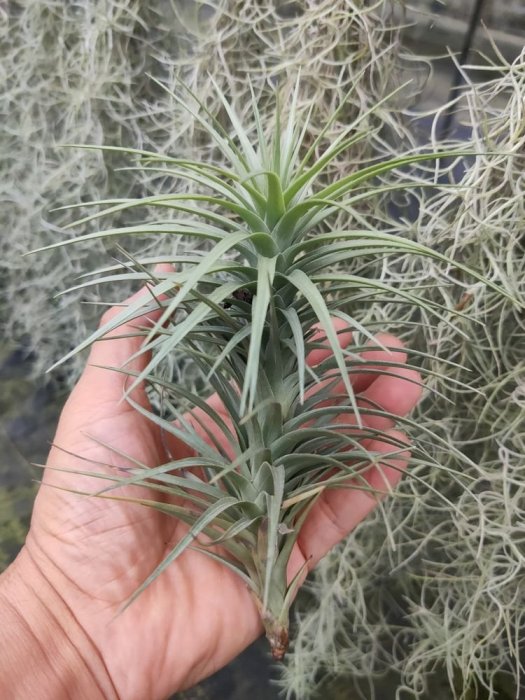 綠房子空氣鳳梨 紫星多國花  Tillandsia stricta Pink Bronze