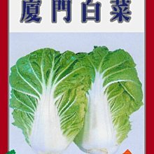 【野菜部屋~】G01日本廈門白菜種子0.52公克 , 俗稱~殼仔~ , 每包15元~