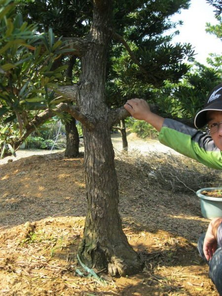 (青山園藝) 羅漢松 米俓約15cm高度約3~4米 黑松油杉雪松真柏象牙木紫檀桂花黃楓