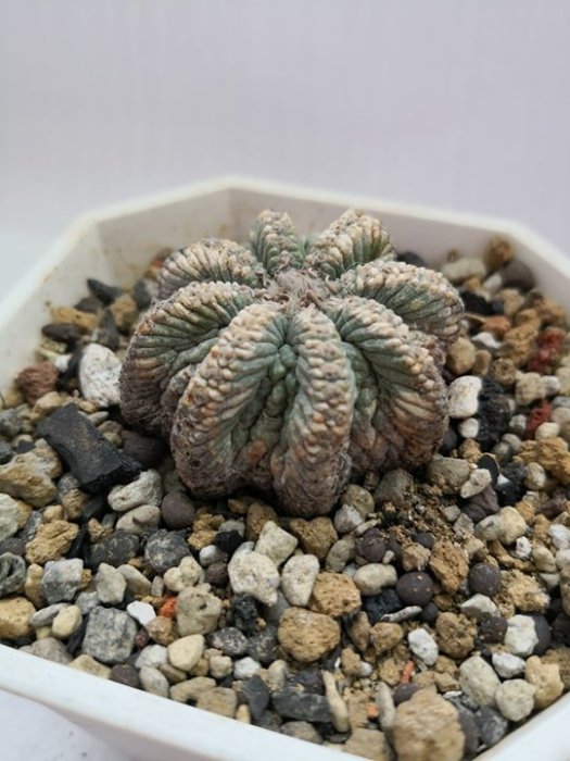 花籠Aztekium ritteri 植株約4CM ((實生)) | Yahoo奇摩拍賣