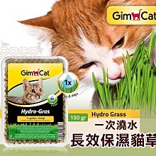 *COCO*竣寶GIMPET一次澆水長效保濕貓草150g(盒裝)簡便容易種植/小麥草/新鮮貓草/纖維質幫助貓咪化毛