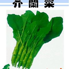 【野菜部屋~】H01芥蘭菜種子19.1公克 , 又名格蘭菜 , 每包15元~