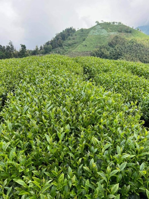 【極上茶町】嚴選把關好茶～杉林溪茶系《龍鳳峽茶區》高山烏龍茶  100%台灣茶 『 四兩』