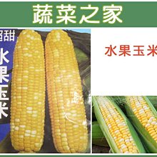 【蔬菜之家滿額免運】G08.水果玉米種子20顆(F1.黃白雙色玉米，雙色超甜玉米，穗大，甜度高.蔬菜種子)