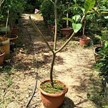 元茂園藝龍潭園區/粉彩大花雞蛋花/四年樹齡