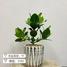 芯晨花園桃園三民店 頂級品相聚財樹/書代木/銷售快速下標前請先確認是否現場還有現貨/宅配限北部地區