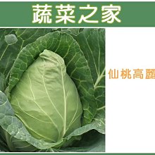 【蔬菜之家滿額免運00B09】大包裝.仙桃高麗菜種子7.5克(約1900顆)※不適用郵寄掛號配送