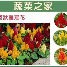 【蔬菜之家滿額免運00H23】大包裝.羽狀雞冠花(混合色，高40~60cm)花卉種子2克(約2600顆)