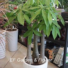 【EF Garden & Flower益豐園藝】馬拉巴栗(發財樹) 開運擺設、財位、選舉送禮 、開幕送禮