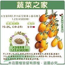 【蔬菜之家滿額免運00G92】大包裝.凰利612黃果小番茄種子1.2克(約800顆)(F1)※不適用郵寄掛號※