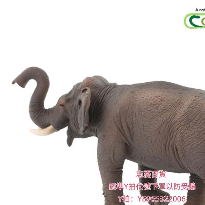 仿真模型英國CollectA我你他仿真野生動物模型玩具認知大象88486亞洲象