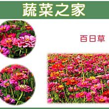 【蔬菜之家滿額免運】H02.百日草種子200顆(顏色綜合，美化綠化環境作物.花卉種子)