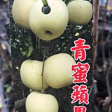 (缺貨中)花花世界_水果果苗 *青蜜蘋果苗* 4吋盆/高60-80cm/MA*超取會折彎*