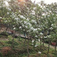 台灣流蘇樹 八年樹齡+移植袋裝 半日照以上均可種植、北部地區可宅配、運費另計