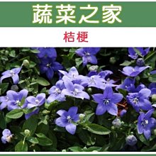 【蔬菜之家滿額免運】H35.桔梗(高30~50cm)種子30顆(高30~50cm,約7~14天發芽)