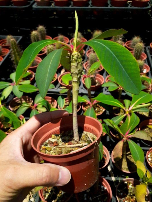 【石在好玩】伯傑麒麟 Euphorbia bergeri