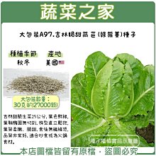 【蔬菜之家滿額免運00A97】大包裝.吉林脆甜萵苣(綠蘿蔓)種子30克(約27000顆)※不適用郵寄掛號※