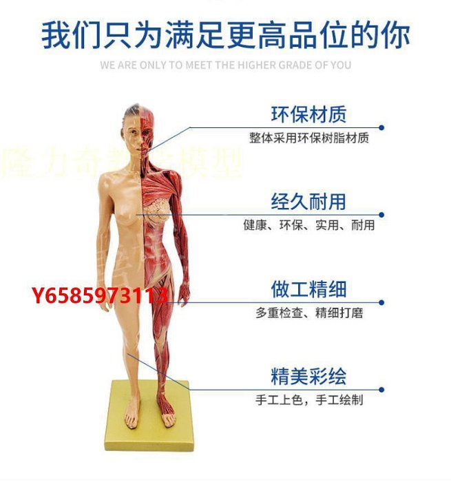 模型30cm藝用人體模型 肌骨骼解剖人體結構美術模型 CG繪畫雕塑教學