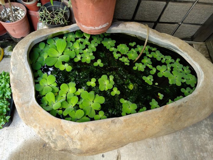 禎安丹雜藝~大型原石魚缸 大石頭植栽 花器花盆  贈 ~水芙蓉植物+水草+金玫瑰魚