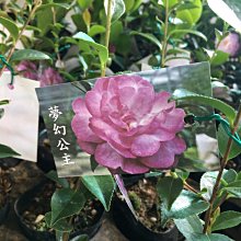 （預計九月上市）花花世界_茶花苗*夢幻公主*(花季11至翌年2月)/3.5吋/5-15cm/MA