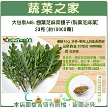 【蔬菜之家滿額免運】大包裝A48.齒葉芝麻菜種子(裂葉芝麻菜) 30克(約10000顆) ※請選擇超商或宅配