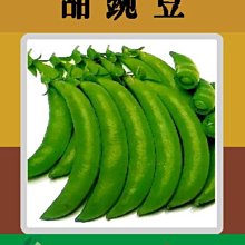 【野菜部屋~】J08 甜豌豆種子24公克 , 又稱甜豆 , 每包15元 ~