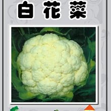 【野菜部屋~】E11 白花菜種子0.32公克 , 營養豐富 , 每包15元~