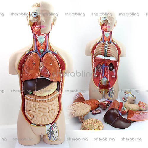 (ME-A267)醫用85CM人體器官系統解剖模型人體內臟器官分佈解