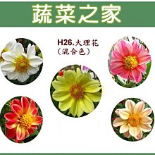 【蔬菜之家滿額免運】H26.單瓣大理花種子0.5克(約70顆)(混合色，高30~40cm.花卉種子)