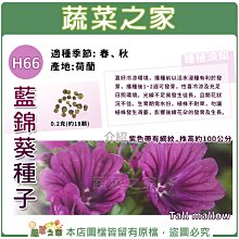 【蔬菜之家滿額免運】H66.藍錦葵種子0.2克(約18顆)(紫網紋)//紫色帶有網紋，性喜冷涼及充足日照環境。