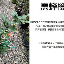 心栽花坊-馬蜂橙/嫁接苗/檸檬/4吋/水果苗/售價280特價240