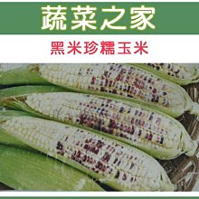 【蔬菜之家滿額免運】G04.黑美珍糯玉米種子15顆(皮薄，質Q，糯性強，穗中大.蔬菜種子)