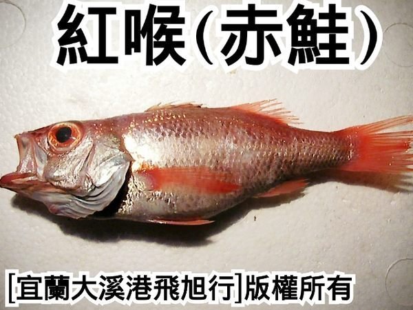 紅喉魚(赤鮭)....長年推薦對象