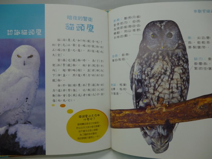 【月界二手書店2】暗夜的警衛：貓頭鷹－小小動物奇觀系列．精裝本（絕版）_徐廷兒_金吉修_京中玉出版　〖少年童書〗CNH