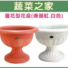 【蔬菜之家滿額免運】蓮花型花盆-中(無孔)白色.珊瑚紅共2色※此商品運費請選宅配※